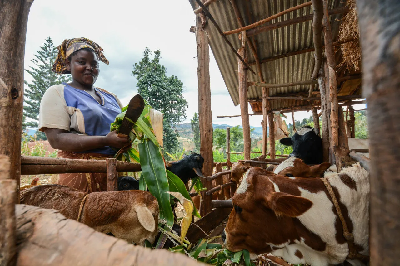 Empowering Small-Scale Livestock Producers: NL&SIC's Inclusive Ownership Model